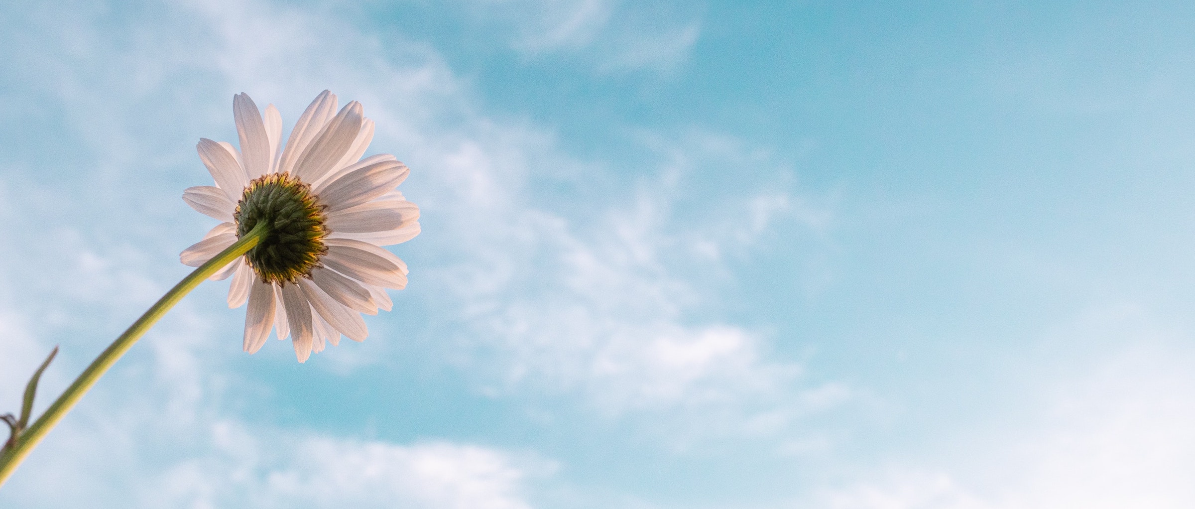 flower with sky